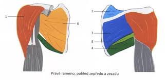 Padlým bojovníkům pražského povstání měl být věnován jednotný pomník s motivem přísahající ruky od sochaře karla pokorného. Svaly Koncetin Flashcards Quizlet