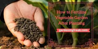 Check spelling or type a new query. How To Fertilize Vegetable Garden After Planting Gardening Freak
