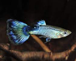 Even though the fry of this hybridization may look really interesting, i would strongly. Guppy Mannlich Cobra Blue Poecilia Reticulata Guppys Endler Lebendgebarende Fische Wirbellose Co Garnelen Onlineshop