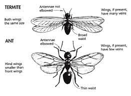 Located in springfield, va, holiday termite & pest control provides quick responses for pest control services throughout northern virginia. Safer Pest Control Management Of Wood Destroying Insects Buildinggreen