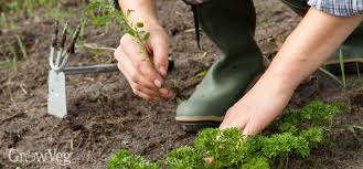 Gardening & landscaping stack exchange is a question and answer site for gardeners and landscapers. Easy Weeding For Vegetable Gardens