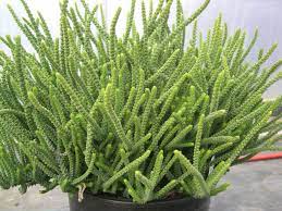 Crassula dubia 'paddle succulent' from $ 5.00. Crassula Muscosa Watch Chain World Of Succulents Small Succulent Plants Tall Succulents Container Garden Succulents