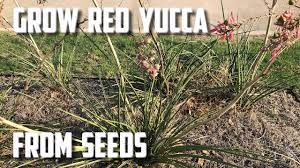 Pink yucca and red yucca are two synonymous common names for hesperaloe parviflora, a succulent plant species grown for its slender, leathery foliage and lay the seed pods on a sheet of newspaper. Grow Red Yucca From Seed In Spring Youtube