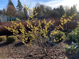 Image result for Hamamelis mollisi