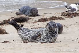 Restrictions on children's pool beach in la jolla are illegal, judge rules a rope barrier was placed at children's pool beach in la jolla, marking the beginning of pupping season for harbor. Children S Pool La Jolla The Best Spot For Seals Viewing California Through My Lens