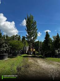 Image result for Conocarpus erectus