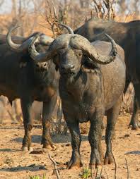 Buffalo Are Social Animals And Live In Large Groups Called Herds Africa Safari Buffalo Big5 Wildlife African Buffalo Africa African Safari