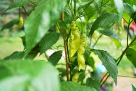 Image result for Capsicum baccatum