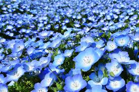 Maybe you would like to learn more about one of these? Nemophila Blu Non Sprecare