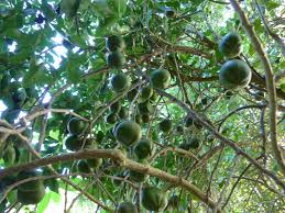 Image result for Casimiroa