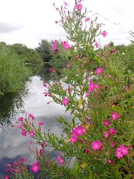 Image result for Epilobium hirsutum