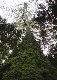 Image result for Rytigynia lewisii