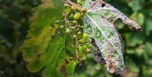 Image result for peronospora grapevine