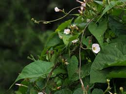 Image result for Merremia verecunda