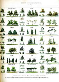 vintage tree identification chart tree identification