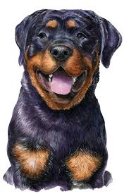 Rottweiler Dog Portrait Custom Painting Watercolor Dog Etsy Watercolor Dog Dog Portraits Rottweiler Dog