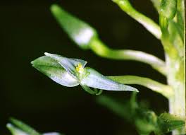 Image result for Malaxis weberbaueriana