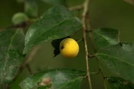 Image result for Drypetes reticulata