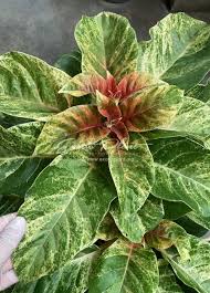 Image result for Hymenodictyon