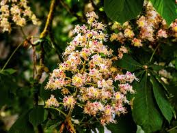 Image result for Combretum sp. A