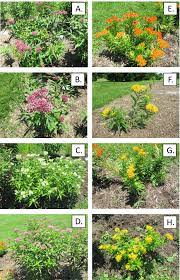 Milkweed garden designs, sutter creek, ca. Suitability Of Native Milkweed Asclepias Species Versus Cultivars For Supporting Monarch Butterflies And Bees In Urban Gardens Peerj