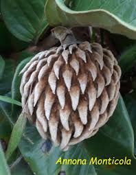 Image result for Annonaceae