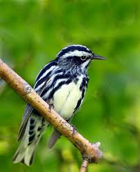 Black And White Warbler Song Black White Warbler An Hand Birds Beautiful Birds Animals