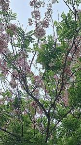 Image result for Cassia agnes