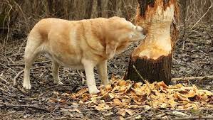My Dog Is Eating Wood Should I Worry Our Fit Pets