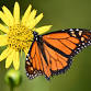 Adult Lecture Series: Winter Sowing for Monarchs event in Bolingbrook, IL