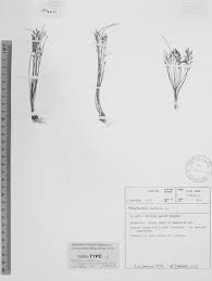 Image result for Triglochin bulbosa