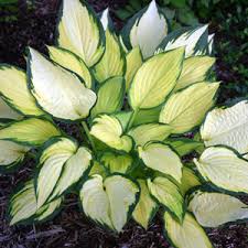 Хоста orange marmalade (hosta orange marmalade). Hosta Orange Marmalade Garden Express