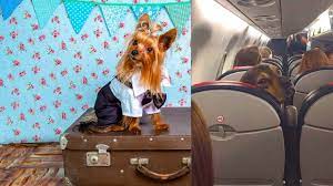 We did not find results for: How To Carry Your Pet On A Flight Rules And Charges Information News
