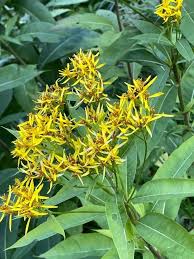 Image result for Senecio inornatus