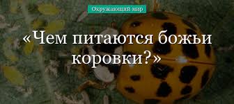 Божьи коровки мешают людям загорать и купаться, к тому же они проникают в дома и отели власти анапы тем временем заявили, что нашествие божьих коровок — это «обычная летняя. Pzpcc5zldkinm