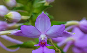 Image result for Calanthe sylvatica