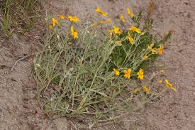 Image result for Hypericophyllum elatum