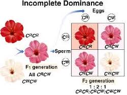 A and b are dominant in relation to o, however, they are not dominant against each other. Antirrhinum Is A Good Example To Understand Incomplete Dominance