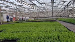 It seems safe to say that by the end of winter, most of us are craving a little green. Kernock Park Plants Ltd Wholesale Supplier Of Plug Plants And Liners