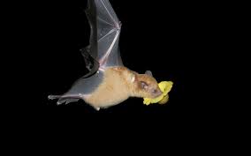 Les Ennemis De La Chauve Souris Et Sa Protection Dossier