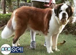Bernard sports coupon codes for discount shopping at stbernardsports.com and save with 123promocode.com. 2 Years Old St Bernard Female For Sale Thrissur Free Classifieds