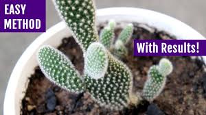 It is plump and appears to be growing roots. Propagating Bunny Ears Cactus The Easy Way Youtube