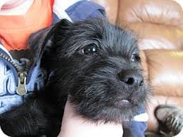 He is 2 years old and loves to catch the ball and run. Albany Ny Schnauzer Miniature Meet Chico A Pet For Adoption