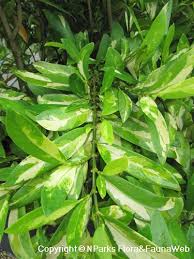 Image result for Suregada