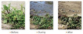 Boiling water to kill weeds not only prevents toxic herbicides from entering the soil but can also kill down to the tap root. Pinciple Of Weeding With Hot Water