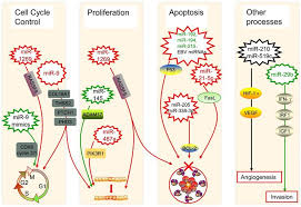 Proteomics approaches have been used in order to understand the hpv virus correlation to cervical cancer pathology, as well as to discover putative biomarkers for early cervical cancer diagnosis and drug mode of action. Mirna Based Biomarkers Therapies And Resistance In Cancer