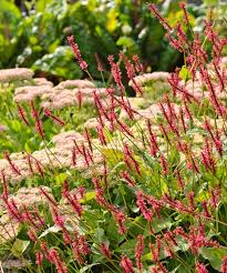 Image result for Persicaria