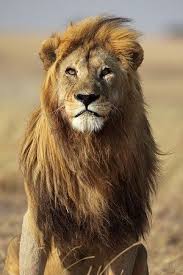 Lion Spirit Animal Meanings Jpg 300 449 Lion Spirit Animal Lion Photography Lion Symbolism