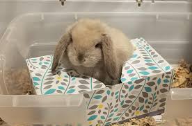 We would like to show you a description here but the site won't allow us. Feeder Rabbits Pasteurinstituteindia Com