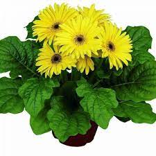 60 Gerbera Daisy Floriline Maxi Yellow Dark Eye Live Plants Plugs Planters 618 Gerbera Daisy Seeds Gerbera Planting Flowers